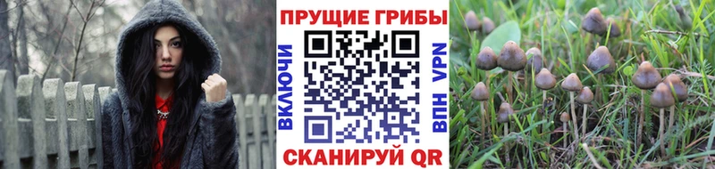 Галлюциногенные грибы Psilocybine cubensis  Кадников 
